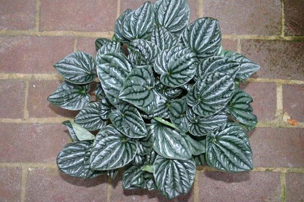 peperomia gris-argent