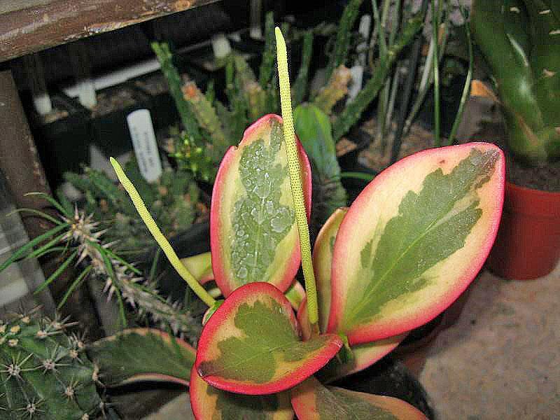 peperomia clusiforme