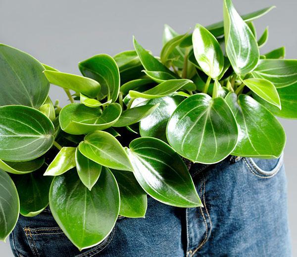 peperomia repéré