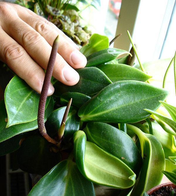 Peperomia maculosa Smaragd