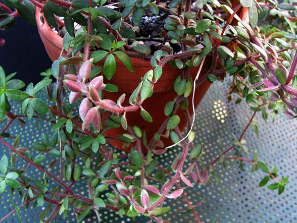 peperomia est rougeâtre