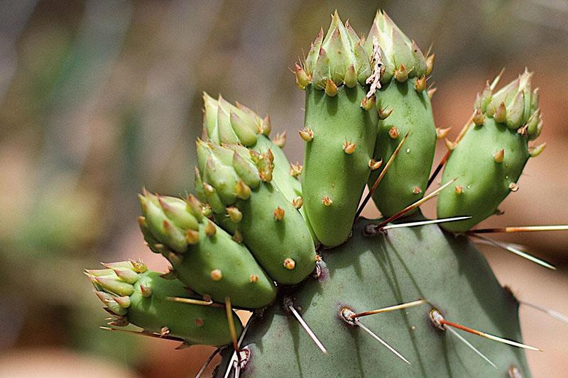 brotes en flor