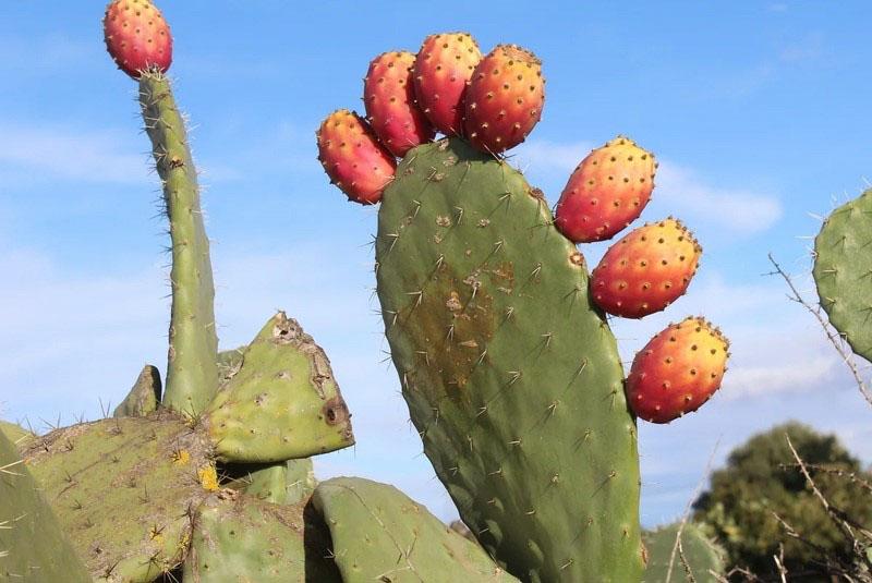 nopal contra la obesidad