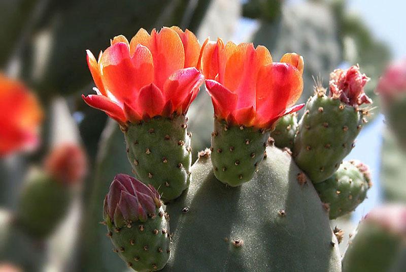 cactus de pera espinosa floreciente