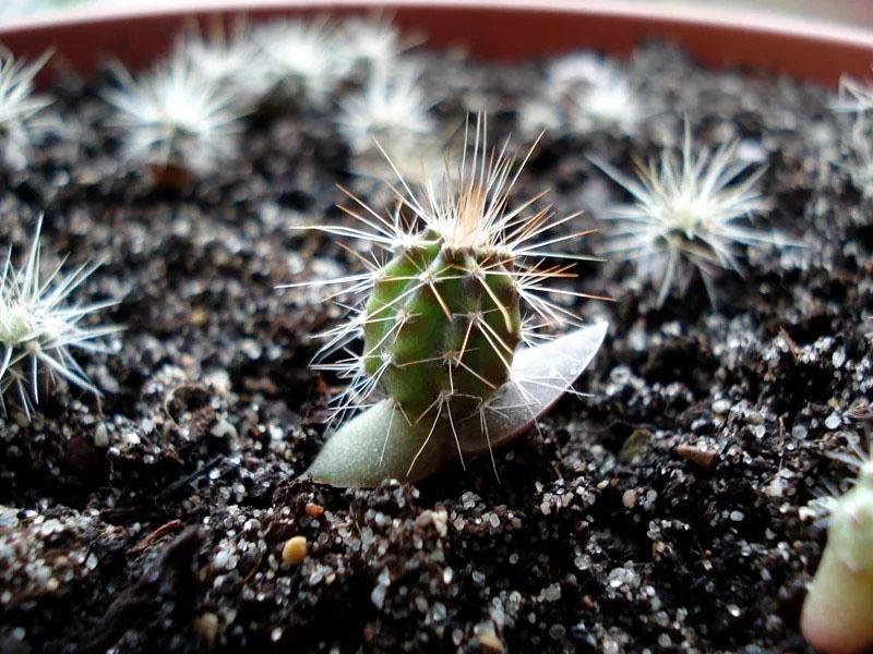 cuidado de cactus nopal