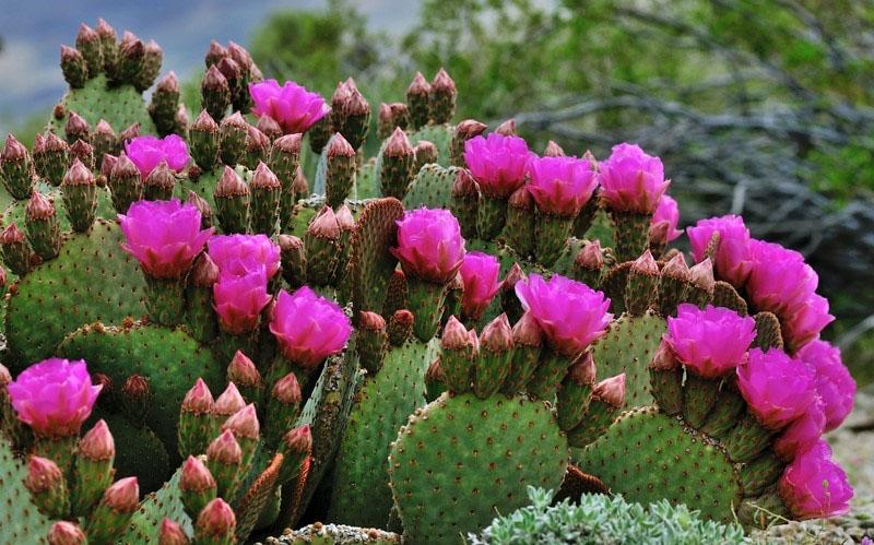 tipos de nopal en la naturaleza