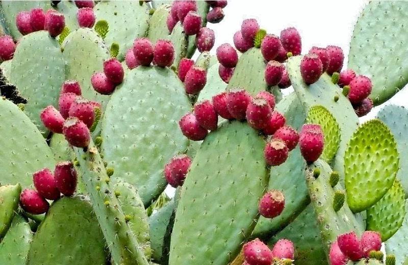 nopal de cactus