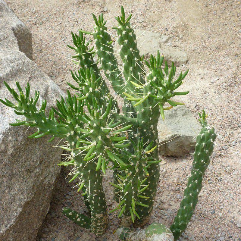 nopal subulata