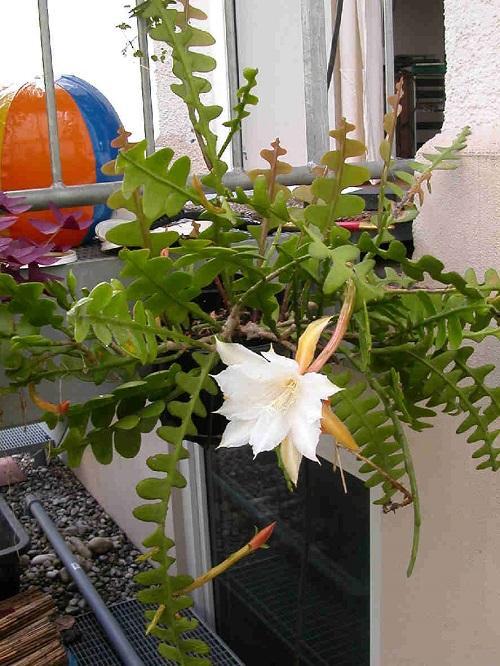 epiphyllum angular