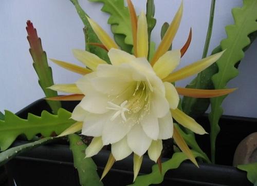 epiphyllum dentado