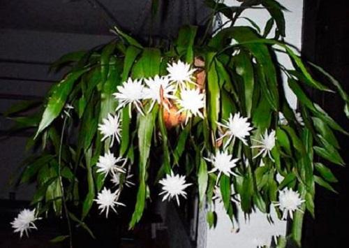 Epiphyllum de prostituta