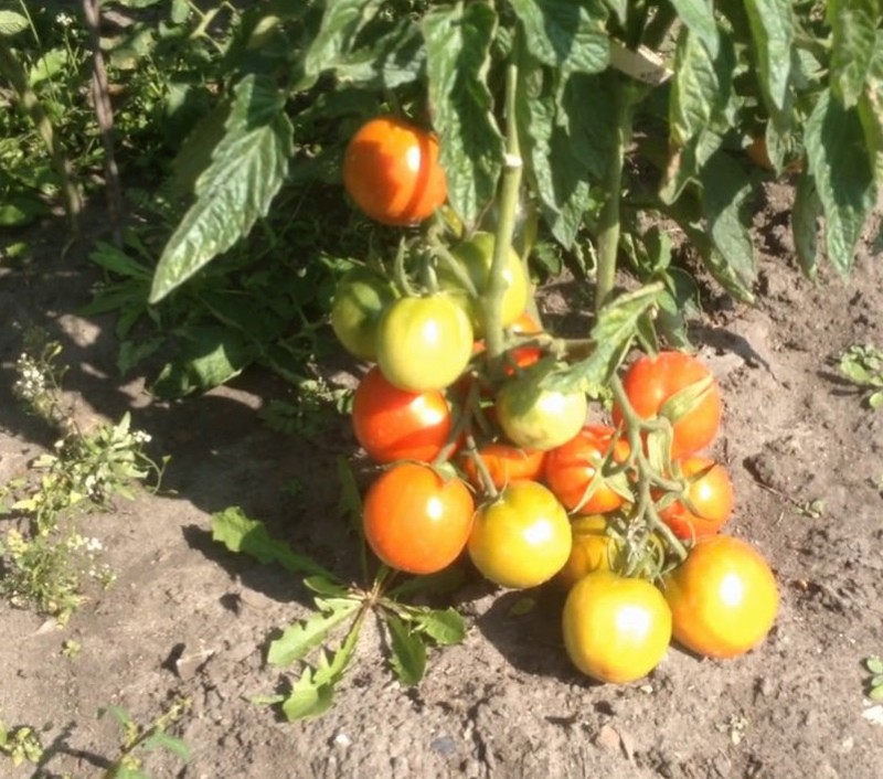 arbustos de tomates del nido