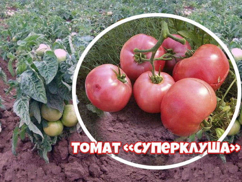 tomate super kluzha rose