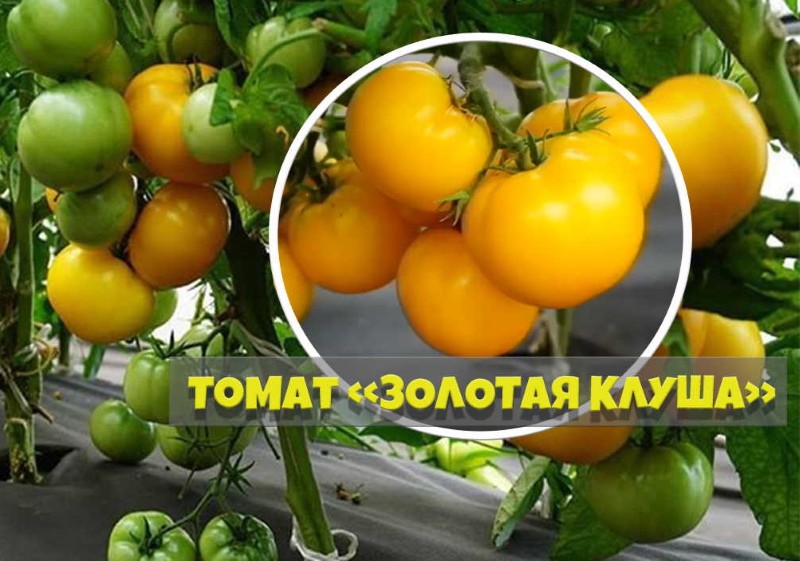 tomate dorado klush