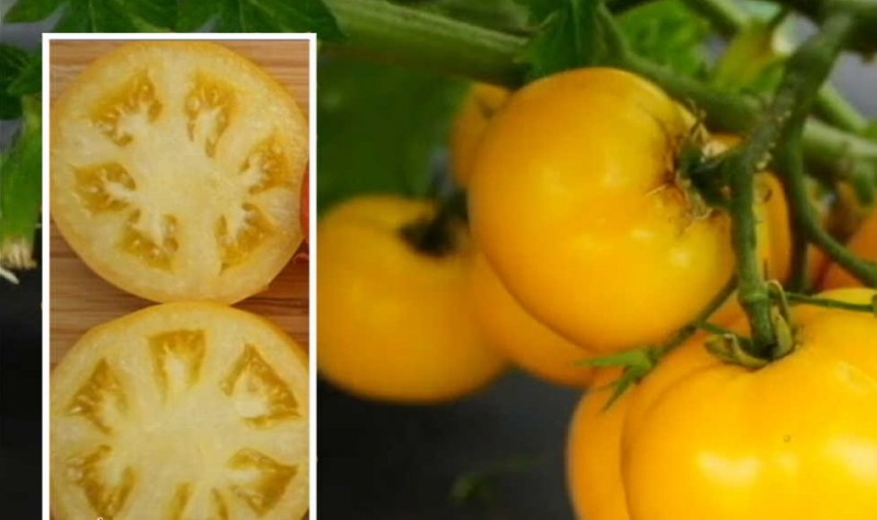 los pros y los contras de los tomates nudillos