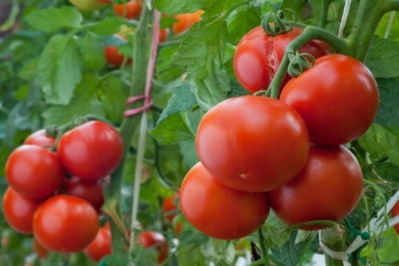 Descripción de la variedad de tomate Cludge