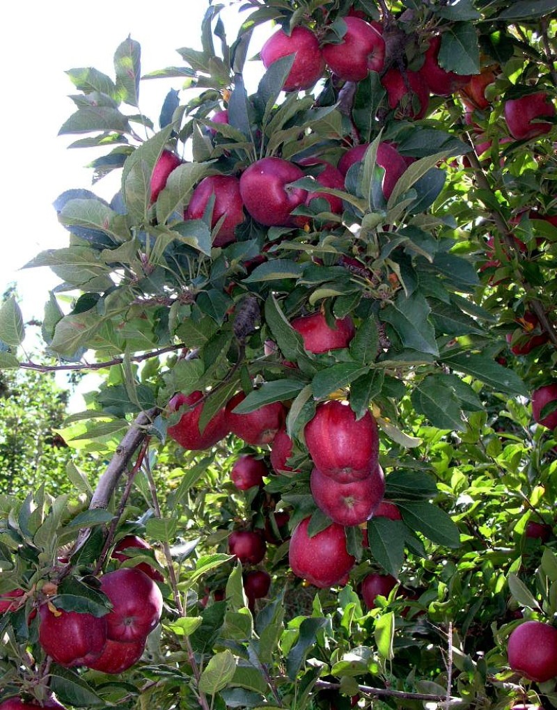 variedad de manzana roja deliciosa