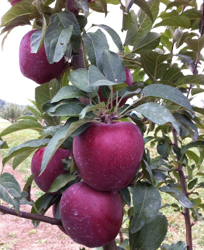 ventajas de las manzanas rojas deliciosas