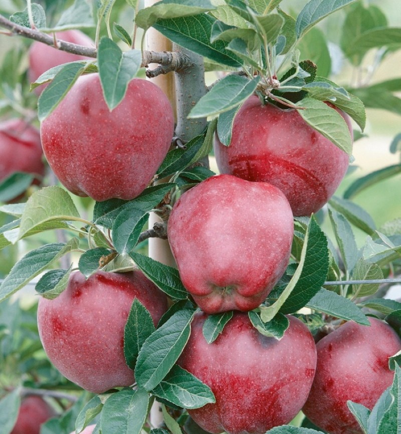 manzanas rojas deliciosas