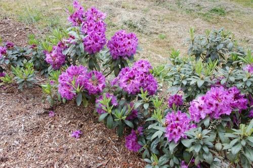 rododendro bajo mantillo