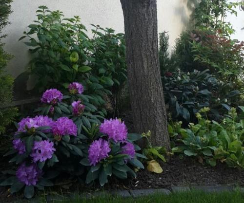 site de plantation de rhododendrons