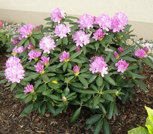 quel type de sol aime le rhododendron