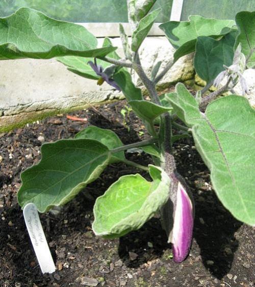 aubergine dans le jardin