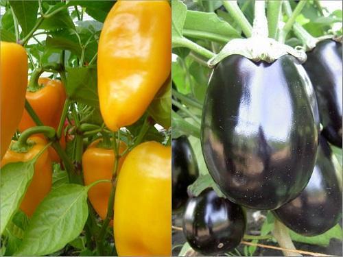 aubergine poivre