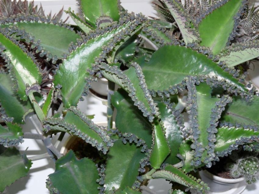 Bebés Kalanchoe