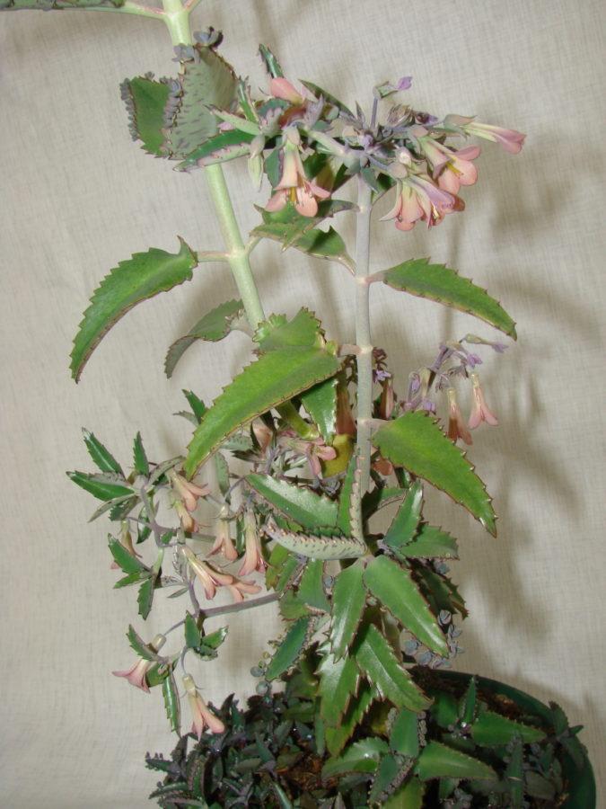 Kalanchoe en flor