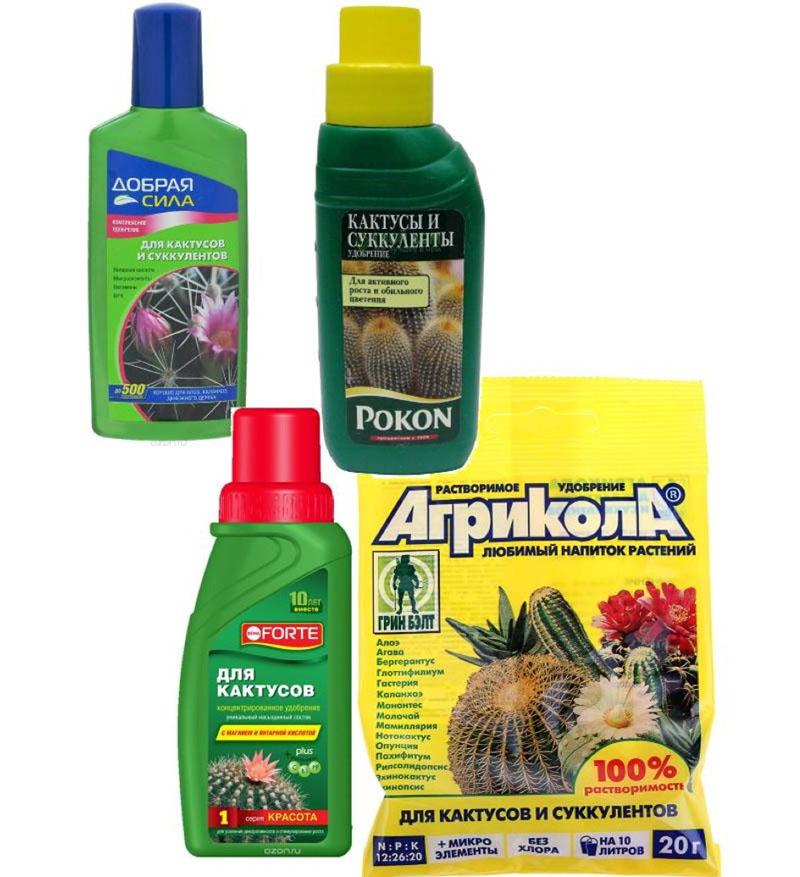 Alimentation Kalanchoe