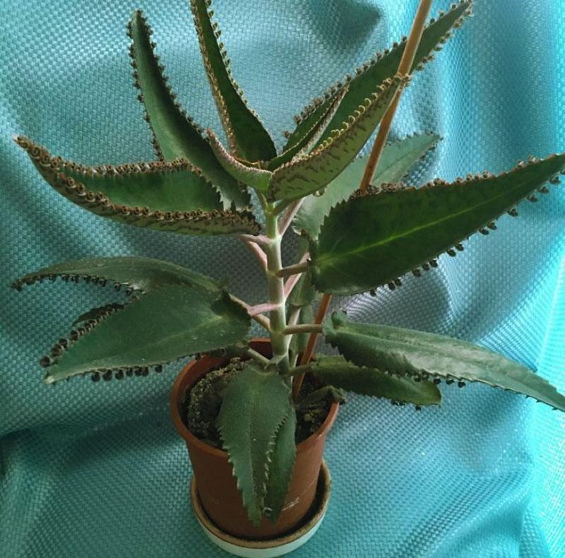 Kalanchoe medicinal