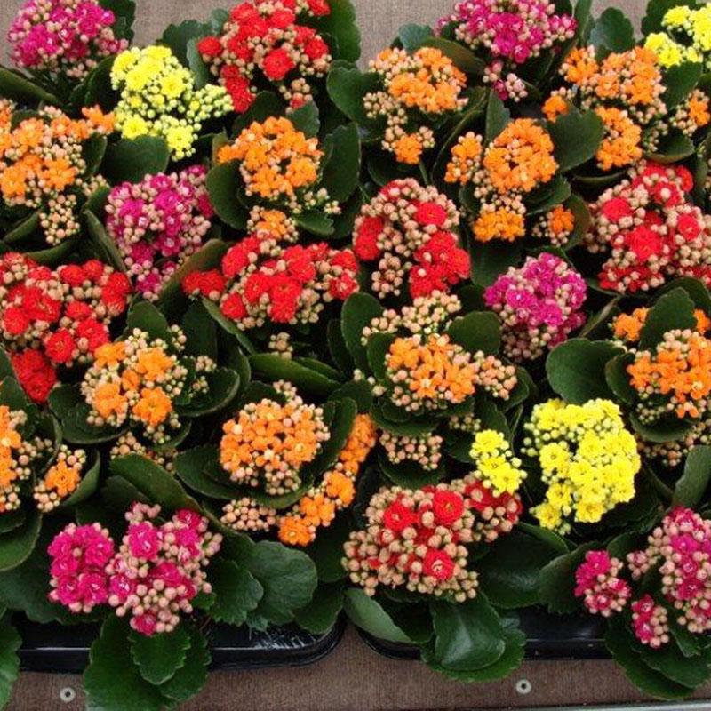 Kalanchoe en flor