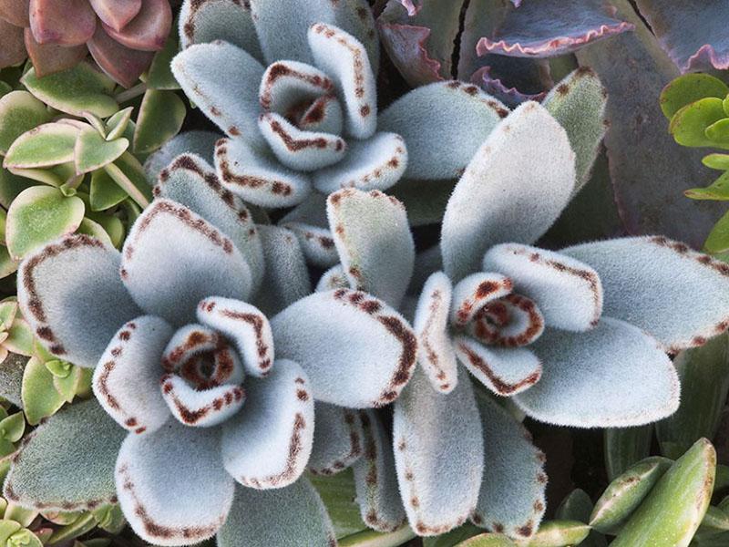 feutre Kalanchoe