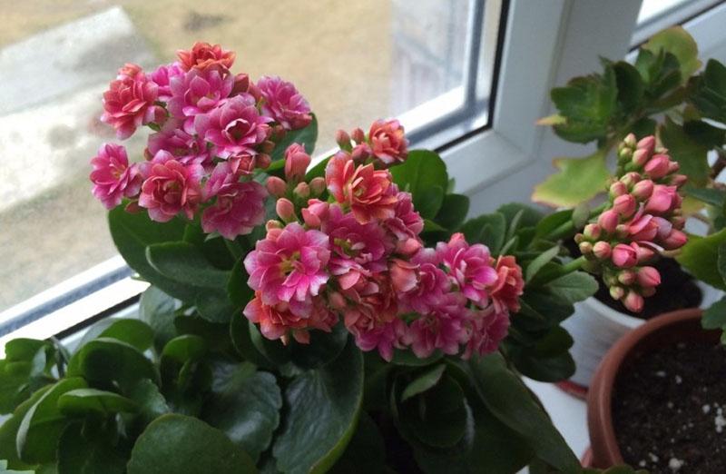 conditions de floraison Kalanchoe