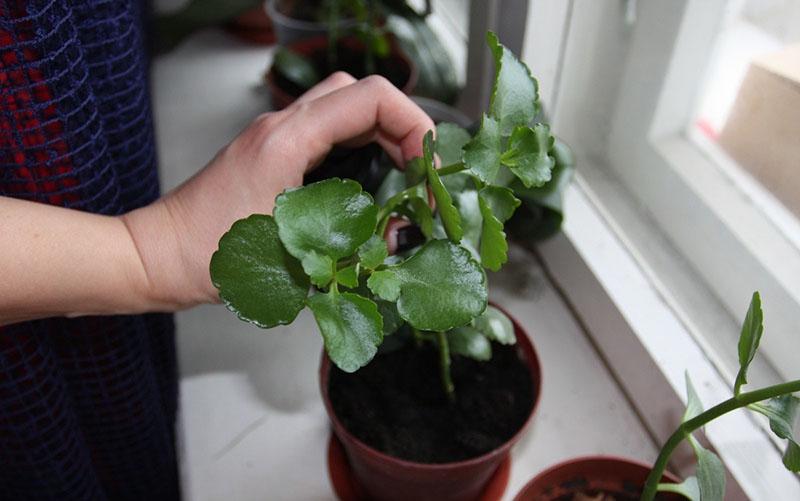 Cuidado en el hogar de Kalanchoe