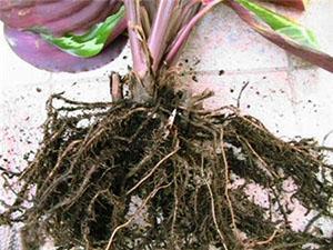 Pour le repiquage des plantes, utilisez un sol spécial.