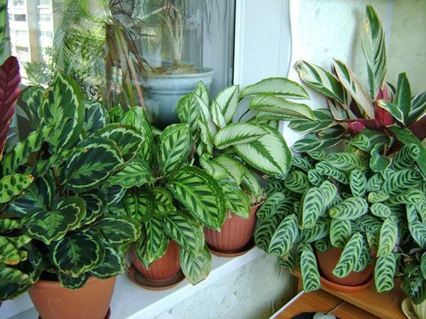 Différents types de calathea à la maison