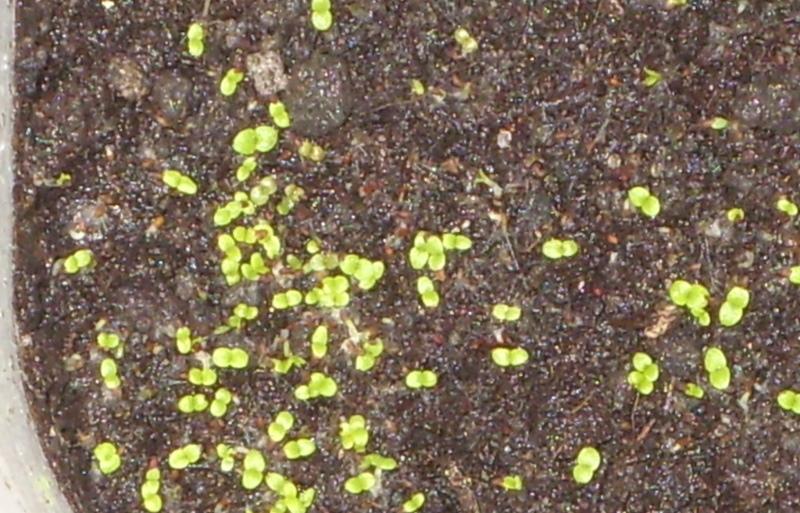 brotes de calceolaria