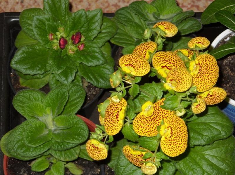 calceolaria poussant à partir de graines