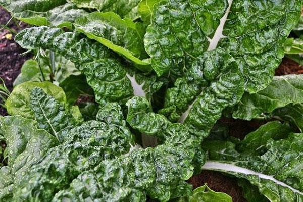 hojas como alimento para animales