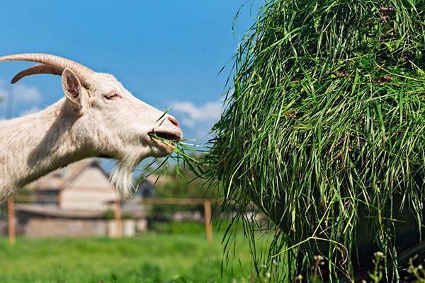 faire du foin pour les chèvres