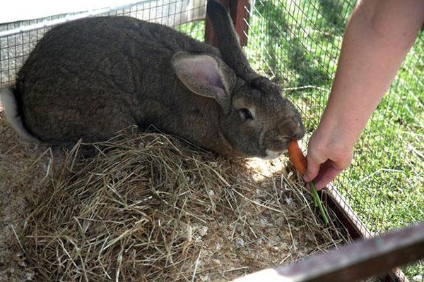 nourrir les lapins