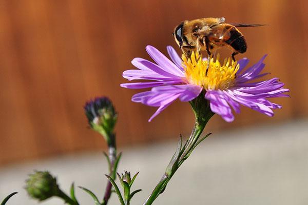 abeja trabajando
