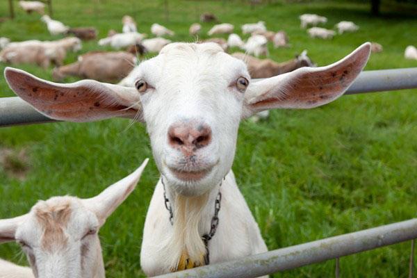 ferme en juillet