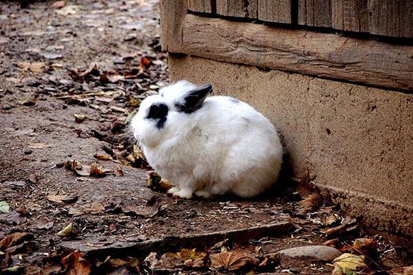 nourrir les jeunes lapins