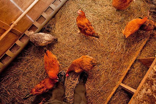 poulets dans un poulailler équipé