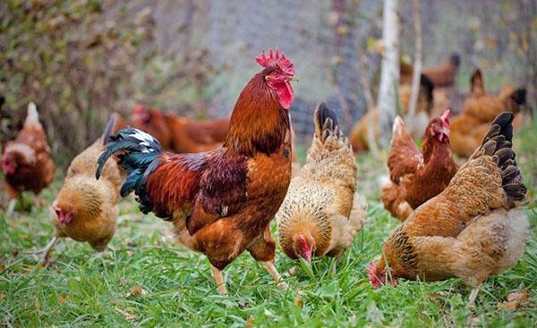 poulets pour une promenade