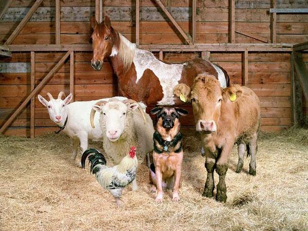 animaux dans une pièce chaude