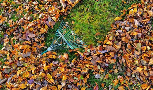 Limpiar hojas y ramas en el jardín.